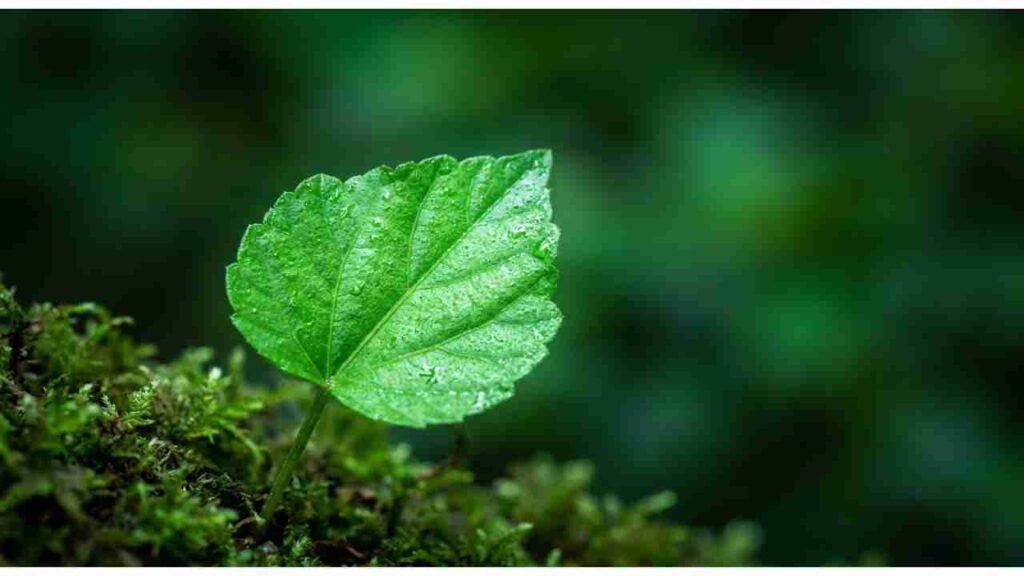 From Nature to Vanity: The Best Plant-Based Vegan Cosmetics Ingredients